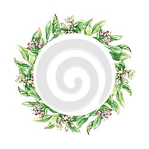 Round frame with watercolor lemon and orange flowers and leaves. Hand drawn illustration is isolated on white. Floral wreath