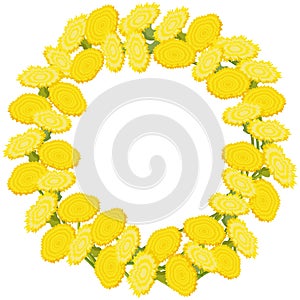 Round frame of yellow dandelion flowers on a white background