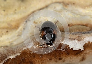 Round fungus beetle, Anisotoma humeralis feeding on polypore photo