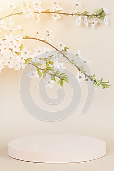 Round geometric podium platform stand for product presentation and blossoming spring tree branch with white flowers on