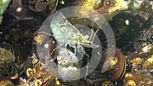 The round goby Neogobius melanostomus