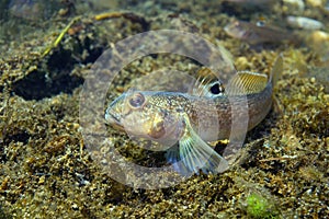 Round goby Neogobius melanostomus