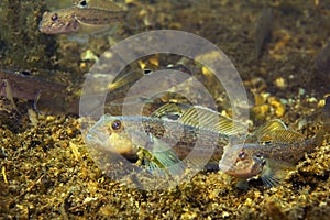 Round goby Neogobius melanostomus