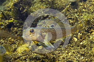 Round goby Neogobius melanostomus