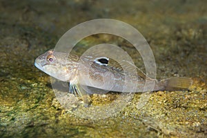 Round goby Neogobius melanostomus underwater