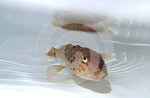 Round goby (Neogobius melanostomus) in the water