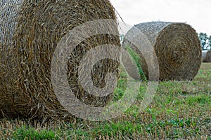 Round golden straw bales lie on the field after the grain harvest. A bale of hay close-up. The harvest season of grain crops