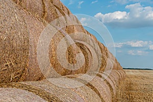 Round golden straw bales lie on the field after the grain harvest. A bale of hay close-up. The harvest season of grain crops