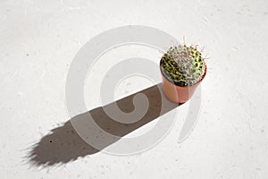 A round green mammilaria cactus in a terracotta pot stands in the sun and casts a long, hard shadow