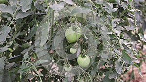 Round green tomatoes hang on a bush in a greenhouse.