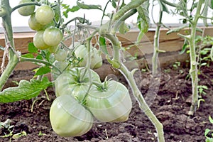 Round green tomatoes ripen in a greenhouse on a branch