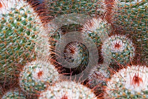 Round growing multiple cactus