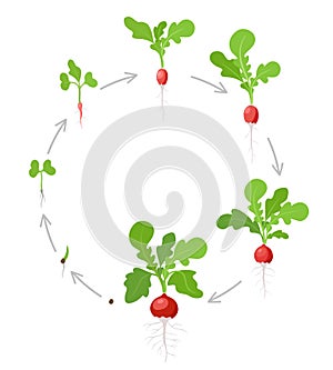Round growth stages of Radish plant. Vector flat illustration. Raphanus raphanistrum. Radishes taproot circular grown photo