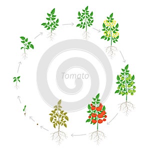 Round growth stages of red tomato cherry plant. Ripening period. Greenhouses circular life cycle of the small tomatoes