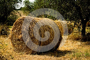 Round Hay Bails