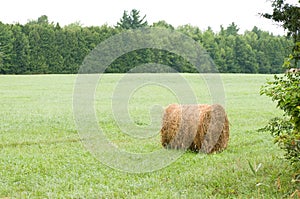 Round hay bale in field