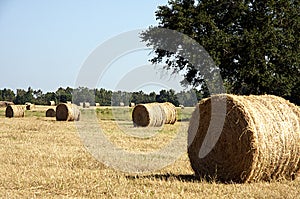 Round Hay Bale in Field
