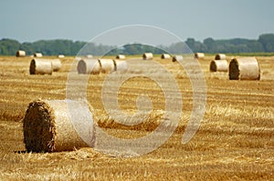 Round hay bales