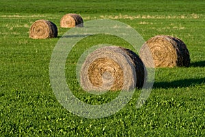 Round hay bales