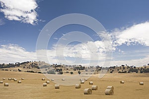 Round hay bales in Australian farm landscape