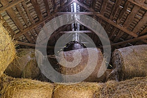 Round hay bales in barn