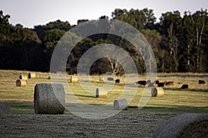 Round hay bales with cattle grazing in background