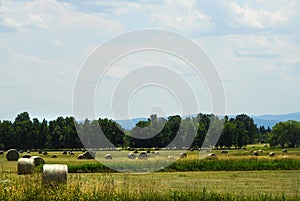 Round Hay Bales in crop field pasture ready for transport