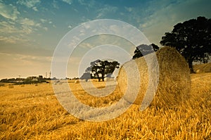 Round hay bales in field