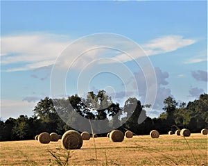 Round Hay Bales in Field with Backdrop of Trees