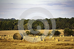 Round hay bales in a field with cattle in background