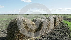 Round hay bales on the green field on Russia