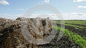 Round hay bales on the green field on Russia