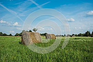 Round hay bales on a green meadow with white flowers and clouds on a sky