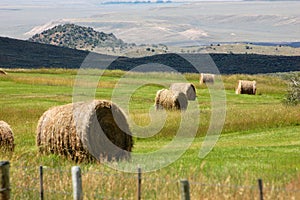 Round hay bales in green pasture of Wyoming