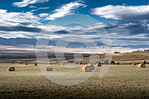 Round hay bales on a harvested agriculture field overlooking the Cowboy Trail and Eastern Slopes of the Canadian Rockies