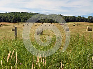 Round hay bales harvested during summer in New York State. These are used primarily for cattle feed in the milk industry