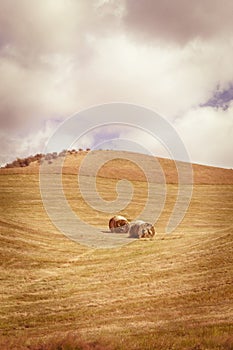 Round hay bales in hayfield