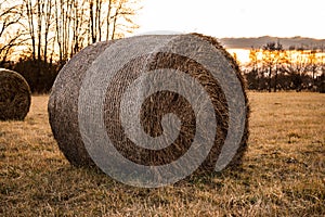 Round hay bales lying in the field at sunset