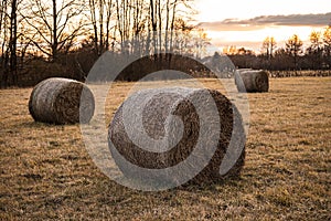 Round hay bales lying in the field at sunset on the forest edge