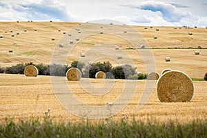 Round Hay bales on open prairies after fall harvest in Rocky View County Alberta Canada