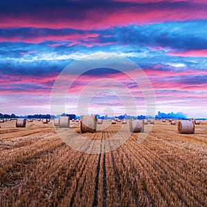 Round hay bales scattered across a farm field