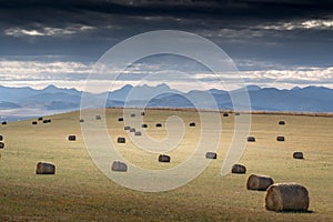 Round hay bales sit on a harvested field overlooking the Canadian Rockies