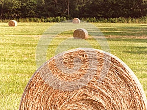 Round hay bales sit in newly cut hay field in FingerLakes NYS