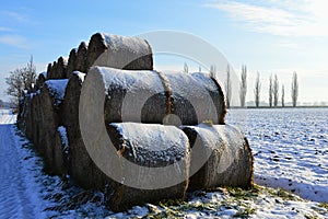 Round hay bales stacked in three levels, covered with snow. Snowy field on the right with poplar tree lane along main road visible