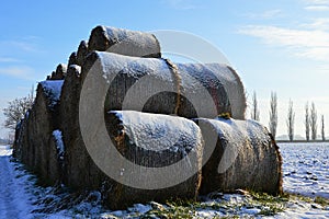 Round hay bales stacked in three levels, covered with snow. Snowy field on the right with poplar tree lane along main road visible