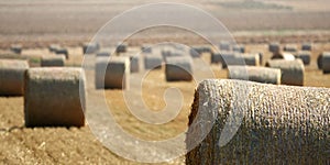 Round hay bales in a wheat field