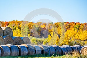 Round hay bales in a Wisconsin field surrounded by a colorful forest in October