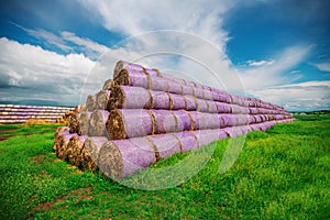 Round haybales during Harvest, Summer Landscape under Blue Sky