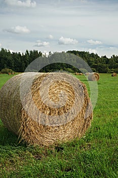 Round haystack in a field against the backdrop of a forest in the rays of the setting sun in summer