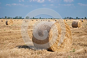 Round haystacks on a field of straw, on a sunny summer day, against a background of sky and trees